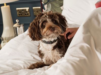 Francis Hotel Bath dog friendly