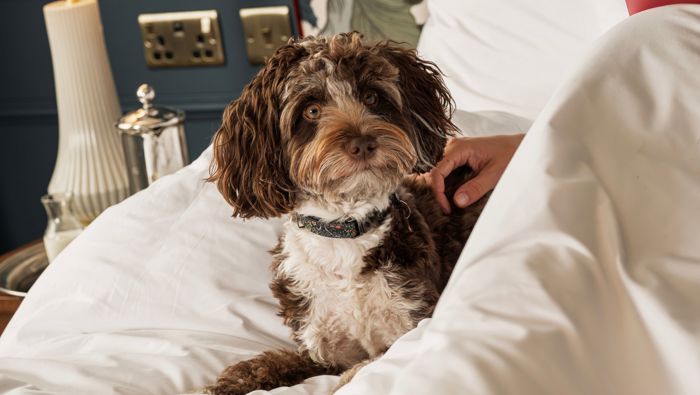 Francis Hotel Bath dog friendly