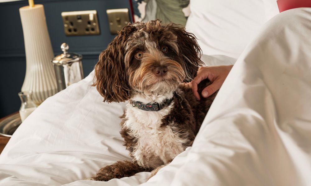 Francis Hotel Bath dog friendly